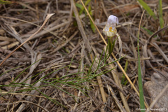 Nierembergia rigida