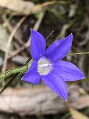 Wahlenbergia stricta