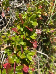 Rhagodia candolleana