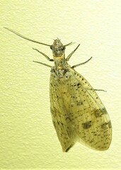 Archichauliodes guttiferus