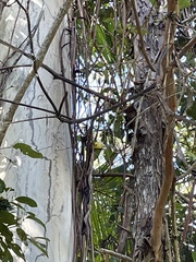 Falcunculus frontatus