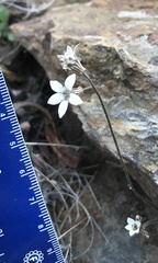 Jepsonia parryi