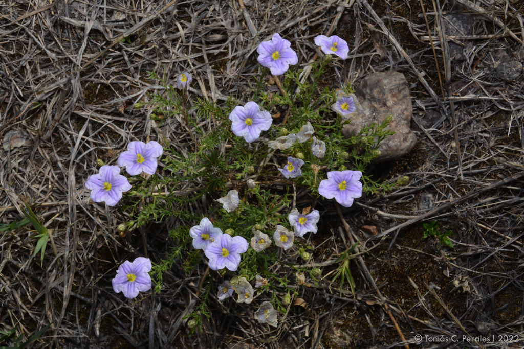 dwarf cupflower