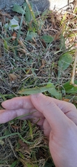 Atractomorpha lata