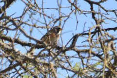 Saltatricula multicolor