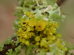 Polycauliona polycarpa