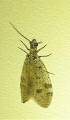 Archichauliodes guttiferus