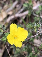 Hibbertia
