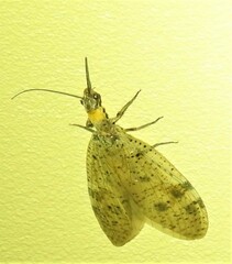 Archichauliodes guttiferus