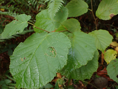 Corylus avellana