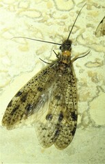 Archichauliodes guttiferus