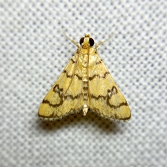 Glycythyma leonina