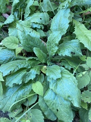 Youngia japonica