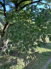 Acer palmatum