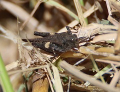 Tettigidea lateralis