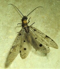 Archichauliodes guttiferus