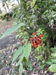 Solanum lyratum