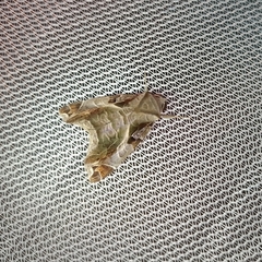 Calyptis idonea