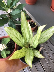 Aglaonema