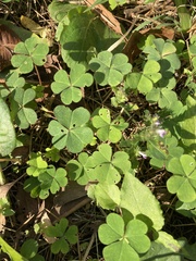 Oxalis