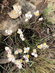 Chrysocephalum apiculatum
