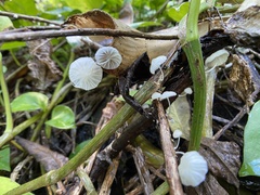 Marasmiellus