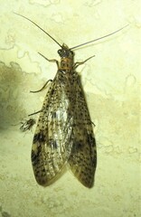 Archichauliodes guttiferus