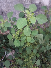 Acalypha indica