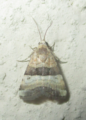 Pseudozarba bipartita