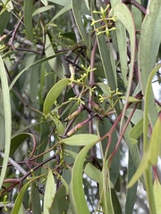 Muellerina eucalyptoides