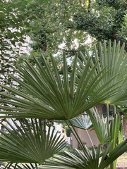 Trachycarpus