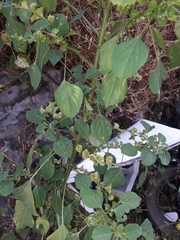 Acalypha indica
