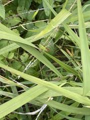 Conocephalus maculatus