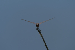 Tramea loewii