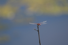 Tramea loewii