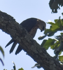 Ictinia mississippiensis