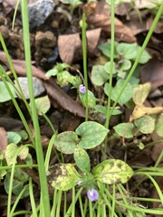 Justicia procumbens