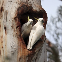Cacatua galerita galerita