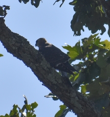 Ictinia mississippiensis