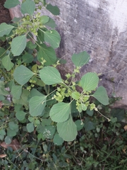 Acalypha indica