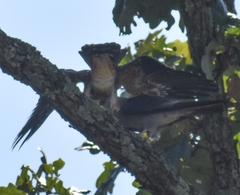 Ictinia mississippiensis