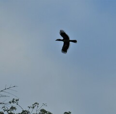 Bycanistes bucinator