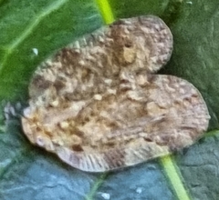 Aprivesa