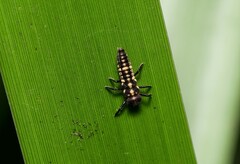 Coccinellinae