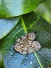 Aprivesa