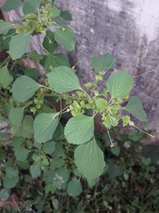 Acalypha indica