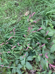 Persicaria longiseta