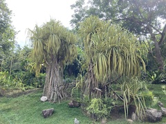 Pandanus tectorius