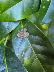 Aprivesa