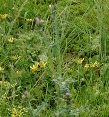 Carduus tenuiflorus